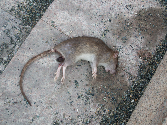 Martwy szczur