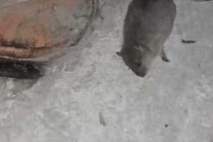 Martwy szczur 001